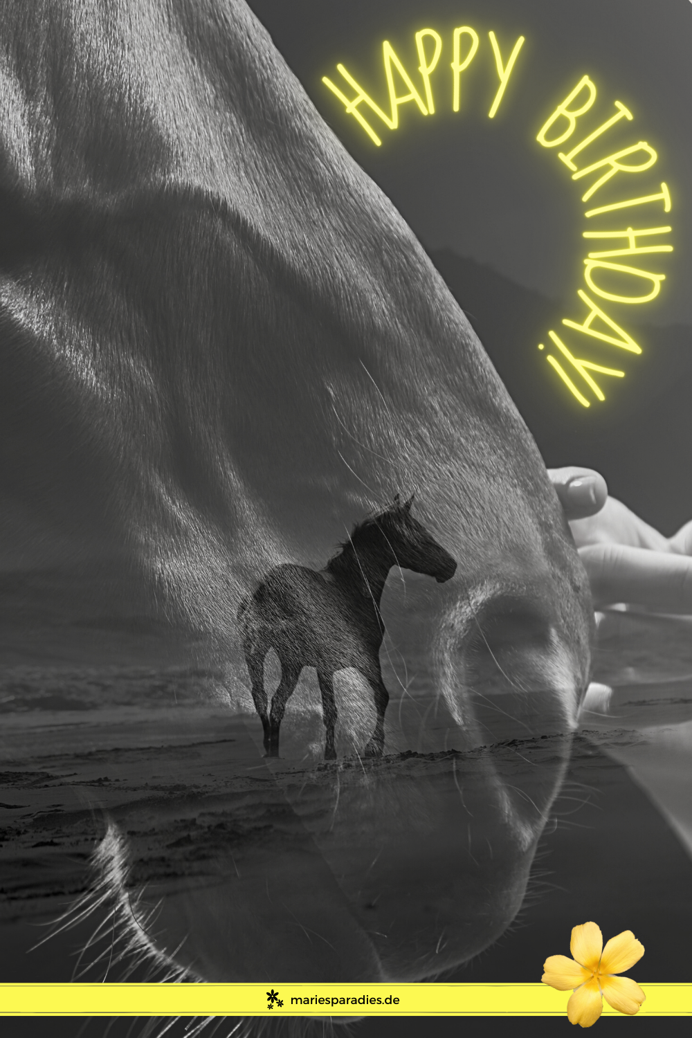 Geburtstagswünsche für Pferde, Pferdefreunde und Reiter | Maries Paradies